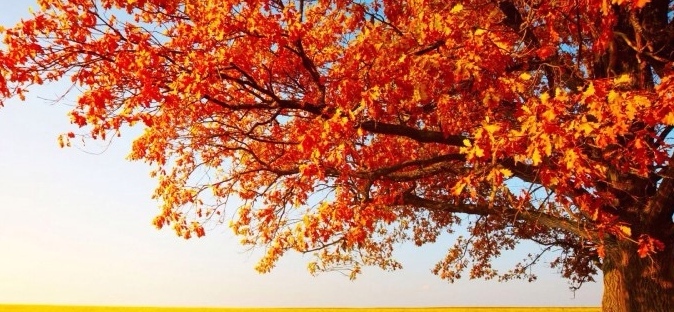 tree with fall foliage